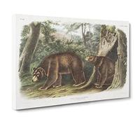 Cinnamon Bears By John Woodhouse Audubon Canvas Print | Gallery Wrapped 30mm Frame Wall Art | 30x20 inches | Ready to Hang | Retro Animal Picture | Living Room Bedroom Lounge Office