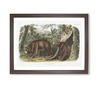 Cinnamon Bears By John Woodhouse Audubon Vintage Framed Print | A3 Walnut Framed Wall Art | Ready to Hang | Classic Animal Picture | Living Room Bedroom Lounge Office