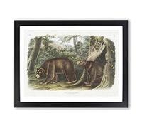 Cinnamon Bears By John Woodhouse Audubon Vintage Framed Print | A4 Black Framed Wall Art | Ready to Hang | Classic Animal Picture | Living Room Bedroom Lounge Office