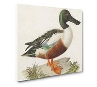 Cinnamon Teal Duck by Von Wright Canvas Print | Gallery Wrapped 30mm Frame Wall Art | 20x20 inches | Ready to Hang | Modern Bird Picture | Living Room Bedroom Lounge Office