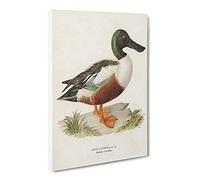 Cinnamon Teal Duck By Von Wright Canvas Print | Gallery Wrapped 30mm Frame Wall Art | 24x16 inches | Ready to Hang | Retro Bird Picture | Living Room Bedroom Lounge Office
