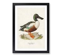 Cinnamon Teal Duck by Von Wright Framed Print | A2 Black Framed Wall Art | Ready to Hang | Modern Animal Picture | Living Room Bedroom Lounge Office