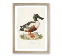 Cinnamon Teal Duck by Von Wright Framed Print | A2 Oak Framed Wall Art | Ready to Hang | Modern Animal Picture | Living Room Bedroom Lounge Office