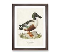 Cinnamon Teal Duck By Von Wright Vintage Framed Print | A4 Walnut Framed Wall Art | Ready to Hang | Classic Animal Picture | Living Room Bedroom Lounge Office