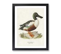Cinnamon Teal Duck By Von Wright Vintage Framed Wall Art Print, Ready to Hang Picture for Living Room Bedroom Home Office Décor, Black A2 (64 x 46 cm)