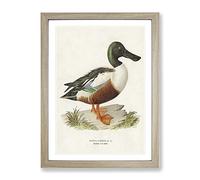 Cinnamon Teal Duck By Von Wright Vintage Framed Wall Art Print, Ready to Hang Picture for Living Room Bedroom Home Office Décor, Oak A3 (34 x 46 cm)
