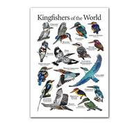 Cipszoely World Kingfisher A3 Identification Reference Educational Wall Poster, Perfect for Birdwatchers, Beginners and Nature Enthusiasts (30cm x 42cm)
