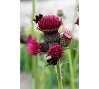 Cirsium Atropurpureum Red Thistle Plug Plant