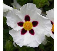 Cistus Snow Fire (9cm)