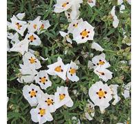 Cistus x purpureus Alan Fradd - Purple Flrd. Rock Rose - Plant in 2 L Pot