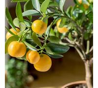 Citrus Calamondin Tree In 3 Litre Pot X 2 - Edible Sweet & Sour Oranges Fragrant Flowers - Thompson & Morgan
