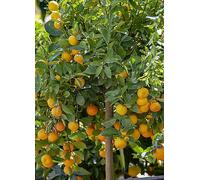 Citrus Grove Collection, Orange, Lemon and Lime 9cm Pot Orange