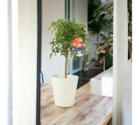 Citrus Kumquat Tree Delivered - Sweet Scented Small Tree - Metal Cream Vertical Line
