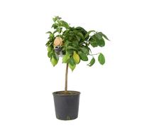 Citrus Lemon Tree in 19cm Pot - Indoor Outdoor Fruit Tree for UK Gardens - No Container
