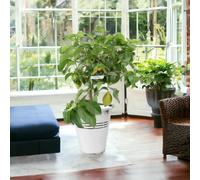 Citrus Lemon Tree in 19cm Pot - Indoor Outdoor Fruit Tree for UK Gardens - Metal Zinc Pail