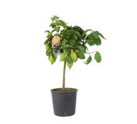 Citrus Lemon Tree in 19cm Pot - Indoor Outdoor Fruit Tree for UK Gardens - No Container