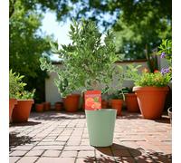 Citrus Mandarin Tree in 5L Pot - Easy to Grow, Fragrant & Fruiting - Metal Vertical Line Green