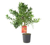 Citrus Mandarin Tree in 5L Pot - Easy to Grow, Fragrant & Fruiting - No Container