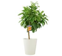 Citrus Orange Tree 5L Pot - Indoor Citrus Plant for Home & Patio - Metal Vertical Line Cream