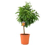 Citrus Orange Tree 5L Pot - Indoor Citrus Plant for Home & Patio - No Container