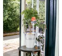 Citrus Tree Delivered Sweet Scented Small Tree Garden Plant