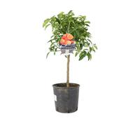 Citrus Tree Delivered Sweet Scented Small Tree Garden Plant