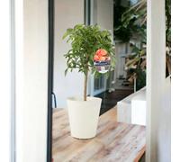 Citrus Tree Delivered Sweet Scented Small Tree Garden Plant