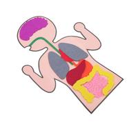 CIYODO 3Sets Creative DIY Organs Aid of Cognitive Organs for Interactive Anatomy Playthings Fun Family Activity Enhance Parent Relationship
