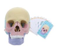 CIYODO Anatomical Skull Model Innovative Detachable Design for Human Anatomy Teaching Vivid Oral Teaching Tool Comprehensive Study Aid for Skull Structure Learning