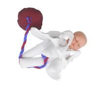 CIYODO Childbirth Demonstration Pelvis Model with Mini Female Pelvis Fetus Umbilical Cord and Placenta Realistic Pregnancy Simulation Tool for Obstetric Teaching Midwifery Training and