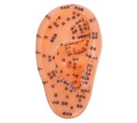 CIYODO Ear Model Reflexology with Clear Chinese Markings Anatomical Human Ear Simulation for Acupuncture Point Training Multipurpose Educational Tool for Massage and Traditional Chinese
