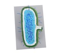 CIYODO Enlarged Animal Cell Model with Nucleus Stem Structure Teaching Aid for Biology Classroom Study Interactive Educational Science Kit for Detailed Cellular Learning