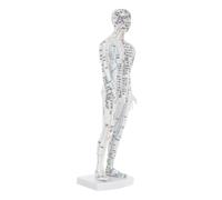 CIYODO Human Acupuncture Model Male Mannequin with Clear Pressure Point Markings Realistic Meridian Visualization for Traditional Chinese Medicine Learning Practical Training Aid for