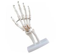 CIYODO Human Hand Skeleton Model with Joints Educational Tool for Medical Classrooms and Doctor Offices for Anatomical Study of Carpal Bones and Wrist