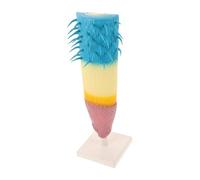 CIYODO Plant Model Botanical Specimen Model Root Anatomy Demonstration Botanical Research Equipment Plant Rooting Device Plastic