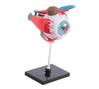 CIYODO Realistic Human Eye Model for Interactive Anatomy Educational for Science Learning for Home and Classroom Use Boosts Understanding of Visual System