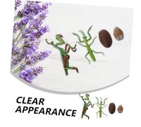 CIYODO Realistic Mantis Growth Cycle Model Educational for Life Cycle Figure Teaching Aid for Nature Cognition and Early Learning Detailed Insect Development Stages