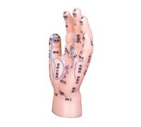 CIYODO Reflexology Hand Model with Precise Markings for Tcm Education and Massage Practice Realistic Simulation for Traditional Chinese Medicine Colleges and Healthcare Training