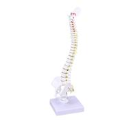 CIYODO Spine Model for Student Nurses and Doctors Detailed Anatomy Display with Nerve Roots and Intervertebral Discs for and Practice