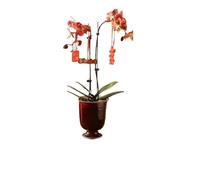 CJHFR472SG Planter Ceramic Flower Pot: Festive Red, Tall-Legged, Specially Designed For Phalaenopsis And Holly Potted Plants Indoor-Outdoor