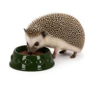 CKB LTD Hedgehog Bowl for Garden Food, Outdoor Wildlife Feeding Dish | Dark Green Glazed Dolomite Ceramic, 12 x 4cm, Embossed Animal Design, Gift Boxed