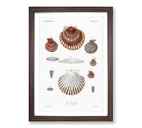 Clam Shells by A.A. Gould Framed Print | A2 Walnut Framed Wall Art | Ready to Hang | Modern Nature Picture | Living Room Bedroom Lounge Office