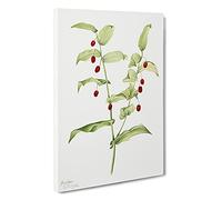 Clasping Twisted Stalk By Mary Vaux Walcott Canvas Print for Living Room Bedroom Home Office Décor, Wall Art Picture Ready to Hang, 30 x 20 Inch (76 x 50 cm)