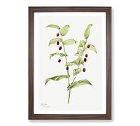 Clasping Twisted Stalk by Mary Vaux Walcott Framed Print | A2 Walnut Framed Wall Art | Ready to Hang | Modern Nature Picture | Living Room Bedroom Lounge Office