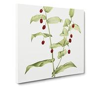 Clasping Twisted Stalk by Mary Vaux Walcott Vintage Canvas Wall Art Print Ready to Hang, Framed Picture for Living Room Bedroom Home Office Décor, 14x14 Inch (35x35 cm)