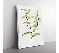 Clasping Twisted Stalk Flowers By Mary Vaux Walcott Vintage Canvas Wall Art Print Ready to Hang, Framed Picture for Living Room Bedroom Home Office Décor, 50x35 cm (20x14 Inch)