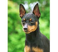 Classic 1000piece Jigsaw Puzzle Animal Miniature Doberman Home Decor Decoration Gift 38x26cm