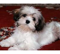 Classic 1000piece Jigsaw Puzzle Lhasa Apso Wall Art Home Decor 52x38cm