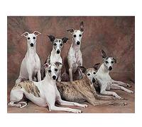 Classic 1000piece Whippet Jigsaw Puzzle Animal Full Pattern Cute Pet Needlework Art Craft 50x70cm