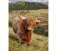 Classic 2000 piece jigsaw puzzle Highland Cow suitable for wall art home decoration gift 70x100cm
